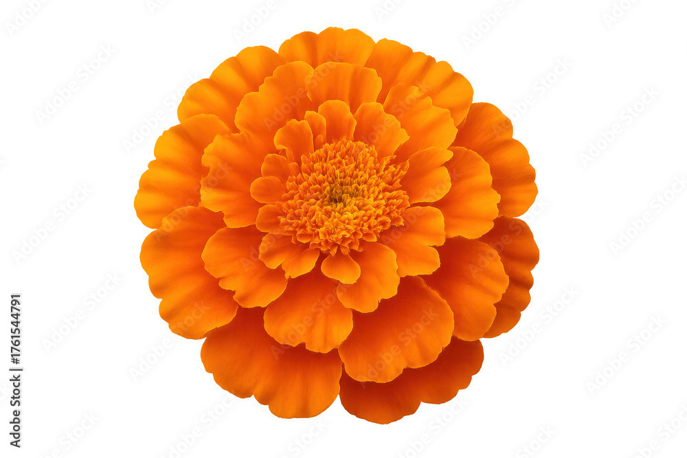 Fototapeta premium Vibrant orange marigold flower blooming, offering a top view, isolated on a transparent background