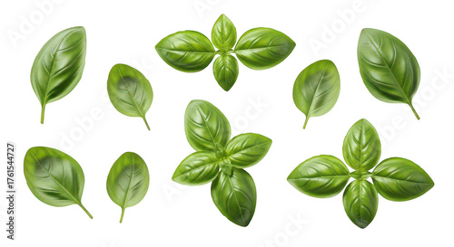 Fresh Basil Leaves And Sprigs Collection Isolated On Black