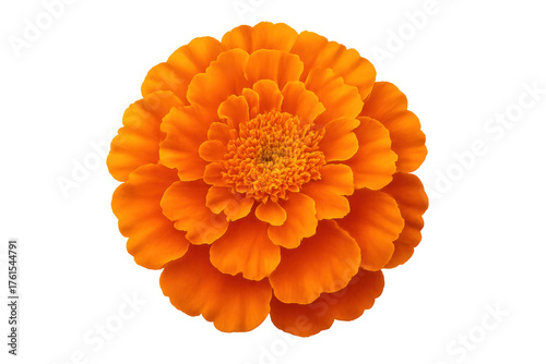 Vibrant orange marigold flower blooming, offering a top view, isolated on a transparent background