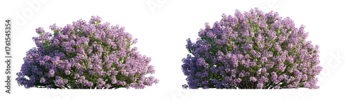 Syringa meyeri purple flowering shrub (Meyer, Dwarf lilac) isolated PNG on a transparent background premium cutout