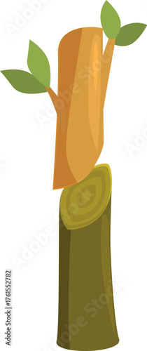 Grafting process showing scion with growing leaves placed on rootstock, plant propagation technique