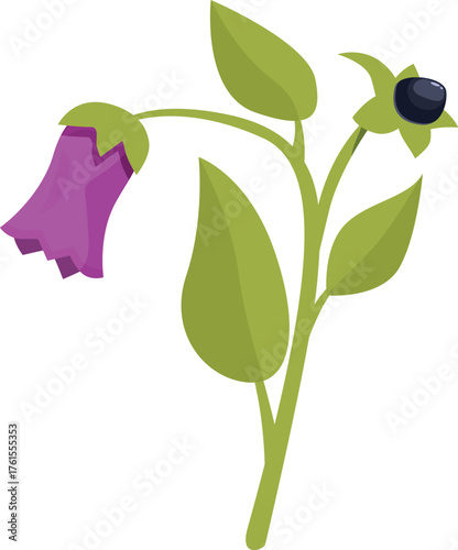 Belladonna plant with purple flower and black berries growing on stem with leaves
