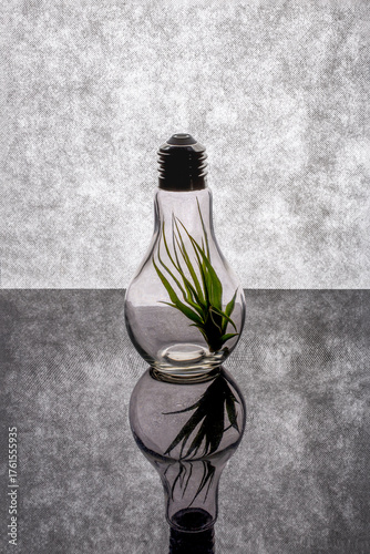 Herbaceous plant Tillandsia inside a glass vase in the form of a light bulb