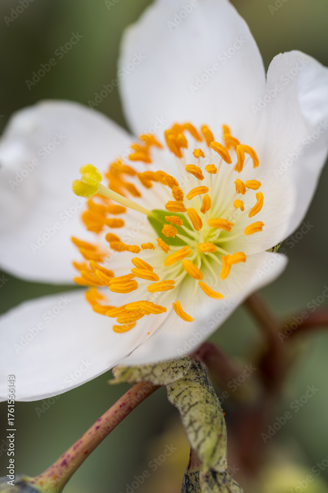 Φωτογραφία Macro of a delicate white Chilean Anemone flower, showcasing its vibrant yellow-orange stamens and central green pistil with an overall feeling of purity and fragility