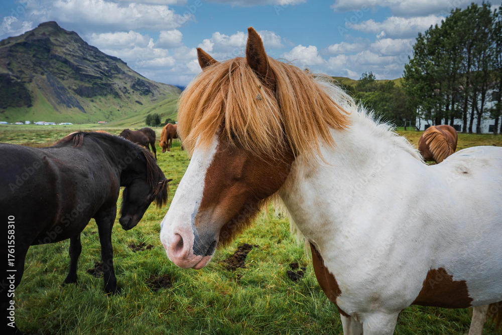 Obraz premium Icelandic horses graze on green pasture near Eyjafjoll, rural southern Iceland. A chestnut and white pinto leads, with darker horses near trees and farms in soft light.