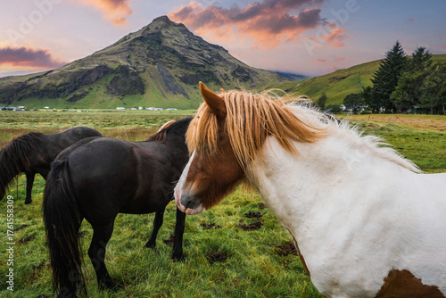 Icelandic horses graze on a green meadow near Vik at sunset, a white and chestnut horse in front, mossy slopes and farm buildings sit below a pyramid peak.