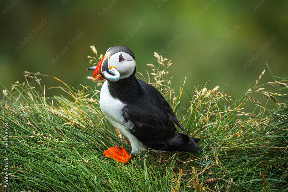 Naklejka premium An Atlantic puffin stands on a windy cliff at Dyrholaey in Iceland, holding a small fish. Orange beak and feet contrast with black and white plumage and soft green grass.
