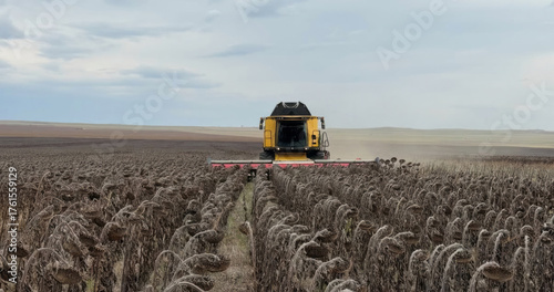 Papier peint Golden harvester devours sunflower husks under vast skies, echoing Reap Moon Fes