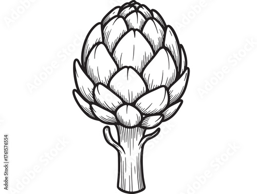 Detailed line drawing of a fresh artichoke with stem