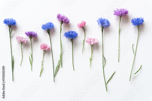 Beautiful blue, pink and lilac cornflowers on a white background
