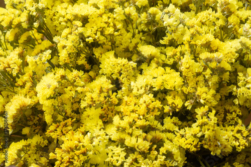 Many yellow statice flowers (Limonium), floral background
