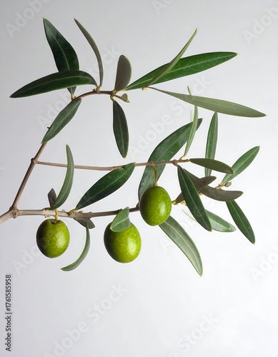 Wallpaper Mural Olive branch with green olives Torontodigital.ca