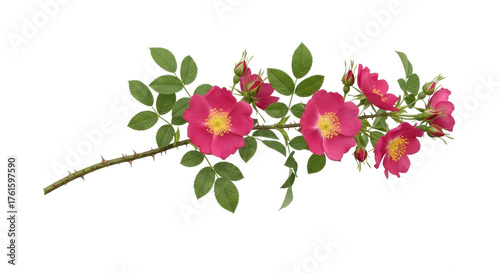 Photos Isolated magenta dog rose stem with green leaves, golden stamens, and thorns, re