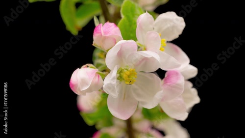 4K Time Lapse of blooming Apple flowers on black background. Spring timelapse of opening beautiful flowers on branches Apple tree.