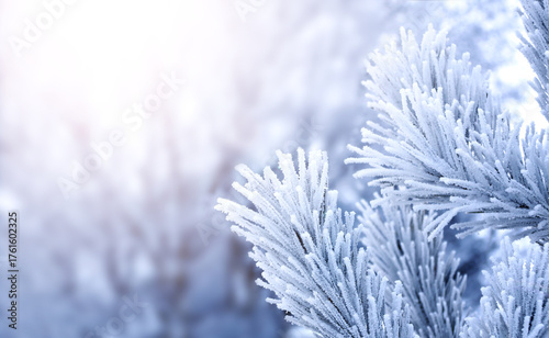 Horizontal Christmas background with pine branch, covered with frost. Festive banner featuring a frosted fir branch. Holiday wintery banner with frozen branches of fir tree. Photo toned in blue color