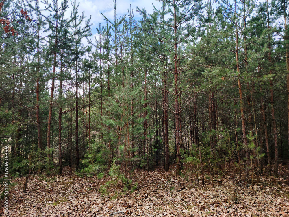 Obraz premium Young pine forest and a ground covered in fallen needles and leaves.