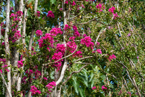 Crape myrtle grows in a public park in Krasnodar, also known as Galitsky Park. Tree, with clusters of bright pink flowers, stands out against lush green foliage and clear blue sky. Selective focus.