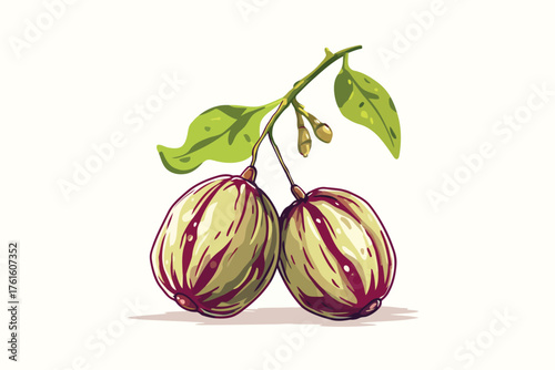 Jojoba fruit ingredient jujube isolated