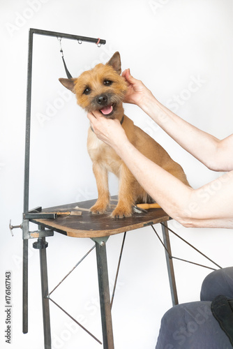 groomer combing wool of spitz in salon, grooming master cuts and shaves, cares for a dog in professional salon for pets. High quality photo