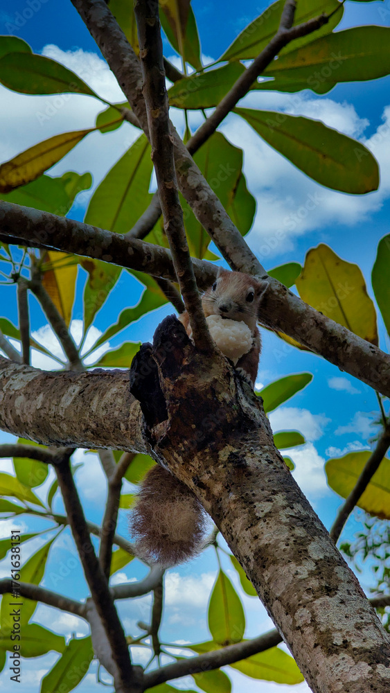 Fototapeta premium Thai squirrel on a branch
