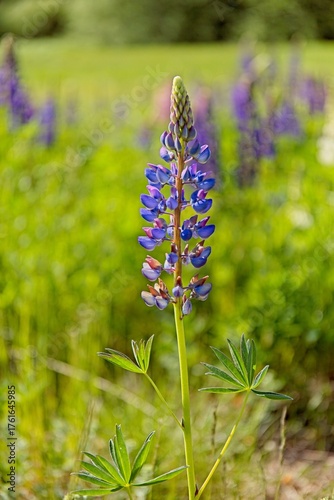Closeup of blooming purple lupine (lupinus polyphyllus) flower on a sunny summer daynear lake Nupuri, Espoo, Finland