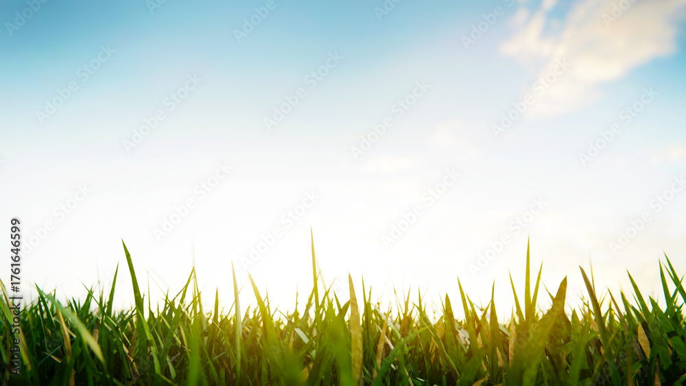 Fototapeta premium Green grass growing under blue sky at sunset, backlit grass blades. 3d render