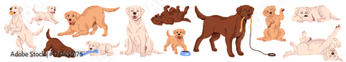 Labrador retriever in different poses set. Cute dogs with yellow and chocolate colors relax, sleep, have fun and play with toys. Funny puppies. Happy pets. Flat isolated vector illustrations on white