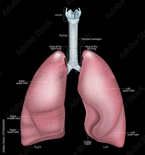Medical illustration of respiratory system structure with larynx, trachea and lungs. Human lungs anatomy. Human respiratory system