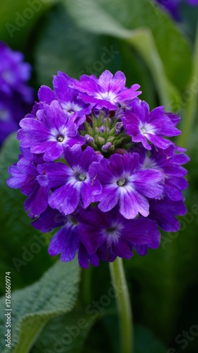 Bright purple verbena flowers bloom beautifully in a garden during spring, attracting pollinators and adding vibrant colors to the landscape
