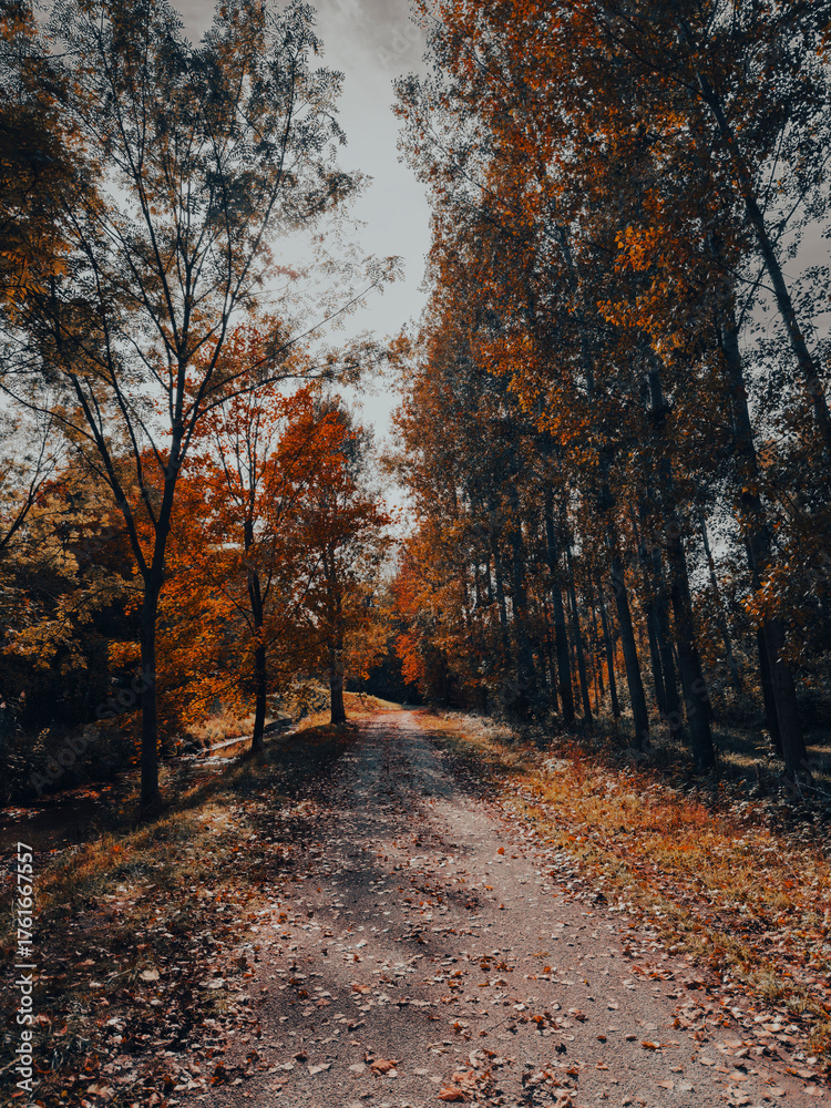 Fototapeta premium path in autumn forest