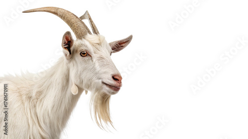 saanen goat isolated on transparent background