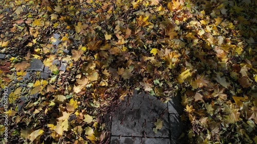 autumn leaves
