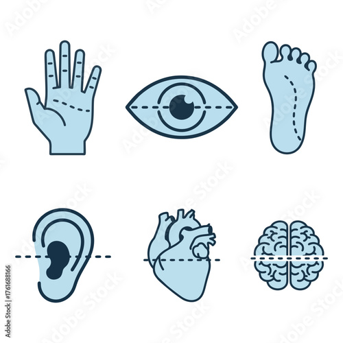 Human Body and Senses Line Icons Set