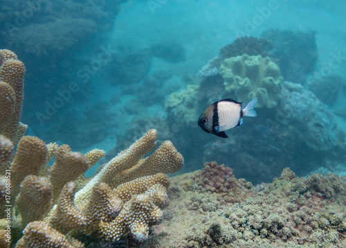 Reticulated Damselfish on Ningaloo Coral Reef, Western Australia, Australia
