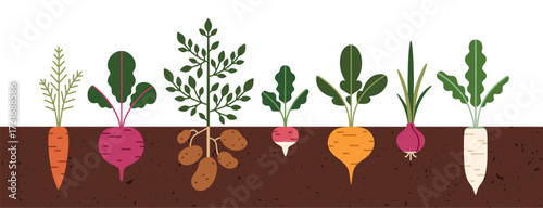 Vegetable root and leaves growing in ground, farm soil. Underground tubers, agriculture plants, food crop, beet, carrot, potato, onion and turnip. Flat vector illustration isolated on white background