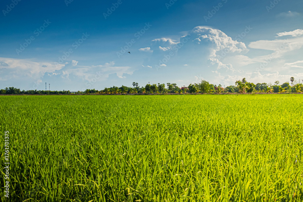 Obraz premium A Vibrant Green Rice Field Under a Blue Sky