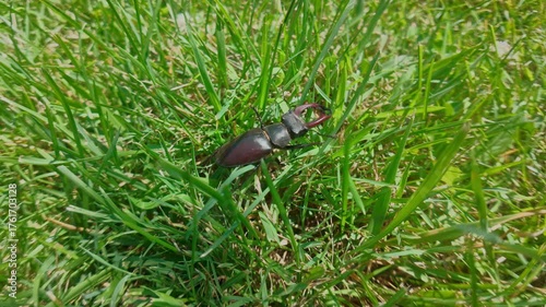 Clumsily negotiating tangle, Greater Stag Beetle crawls, forcing path through high, thick blades of green grass. European Stag Beetle (Lucanus cervus) clumsily moves in thickets grass at summer day