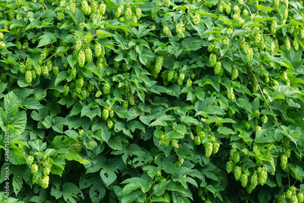 Fototapeta premium Hop plant with green cones and textured leaves growing in the garden