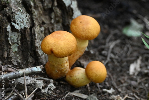 有毒キノコ、オオワライタケ