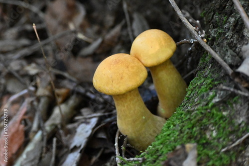 有毒キノコ、オオワライタケ