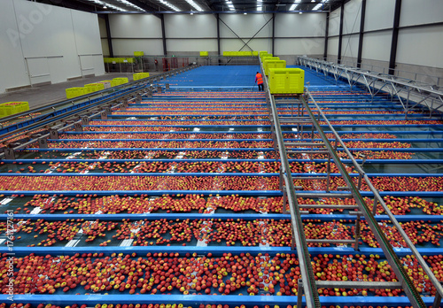 Apples are washed in a huge cleaning pond-Cardinia-9 mile fresh washing and packing apples for distribution.