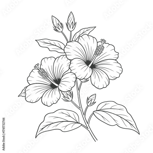 Detailed hand drawn sketch of hibiscus flowers and buds