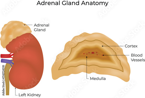 Adrenal Gland Anatomy Vector Illustration