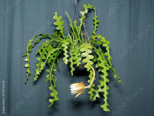 Epiphyllum anguliger (zig zag cactus) with a flower bud