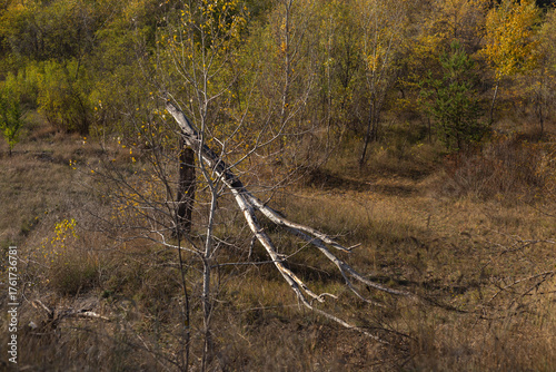 autumn in the forest