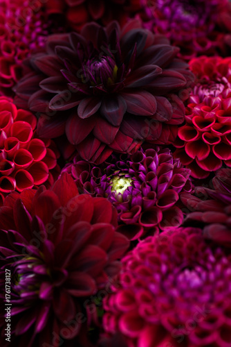 Burgundy red dahlia blooms background. Dark red and maroon dahlia flowers close up. Floral wallpaper.