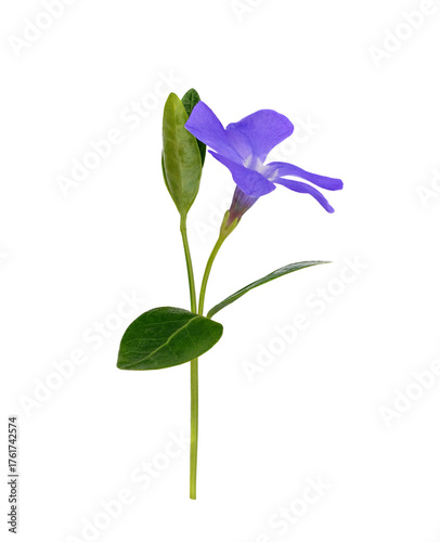 Blue periwinkle flower and ...