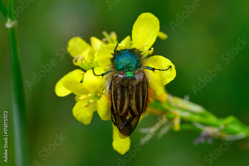 Bumble bee scarab beetle (Eulasia pareyssei) // Hummel-Blatthornkäfer an gelber Blüte - Strofilia, Peloponnese, Greece