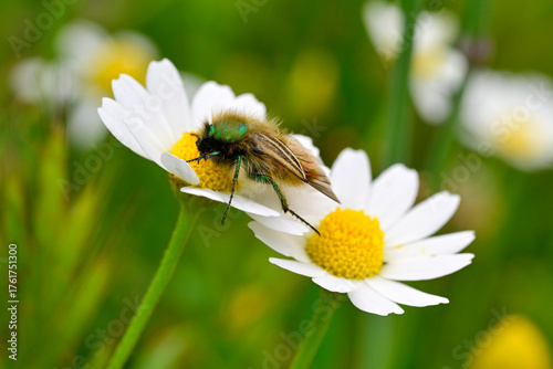 Bumble bee scarab beetle (Eulasia pareyssei) on a daisy flower // Hummel-Blatthornkäfer an Margeriten-Blüte - Strofilia, Peloponnese, Greece