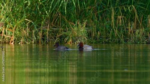 A pair of pochard ducks, Aythya ferina, swimming peacefully across a calm lake surrounded by lush green reeds in their natural wetland habitat.